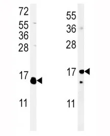 IL-4 Antibody - image 1