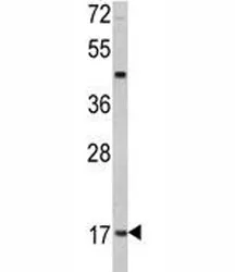 Leptin Antibody - image 1