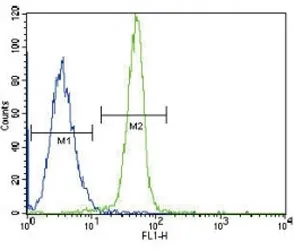 Leptin Receptor Antibody - image 1