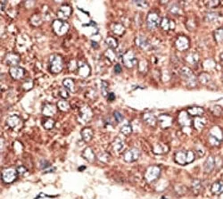 LRP2 Antibody (Megalin) - image 1