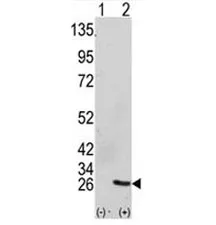 GRB2 Antibody - image 1