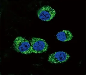RAGE Antibody - image 1