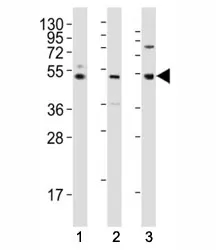 LAG3 Antibody - image 1