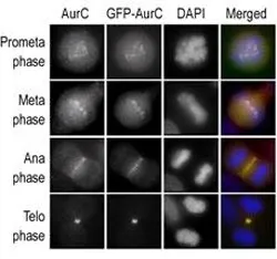 Aurora-C Antibody (AURKC) - image 1