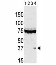 Aurora-C Antibody - image 1