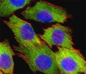 AKT2 Antibody - image 1
