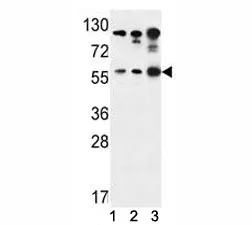 AKT1 Antibody - image 1