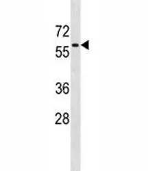 AMPK Antibody - image 1