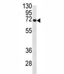 CDC25B Antibody - image 1