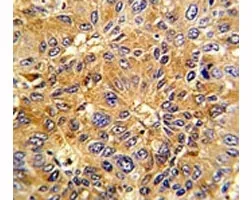 Cyclin A2 Antibody (CCNA2) - image 1