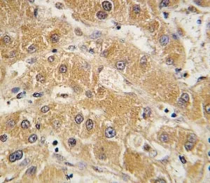 APOA5 Antibody (Apolipoprotein A-V) - image 1