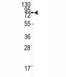 CD31 Antibody - image 1