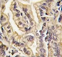 Macrophage Colony Stimulating Factor 1 Receptor Antibody (CSF1R) - image 1