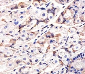 Epidermal growth factor receptor Antibody (EGFR) - image 1