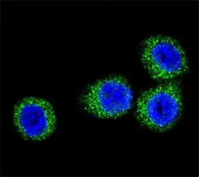 Fibroblast growth factor receptor 2 Antibody (FGFR2) - image 1
