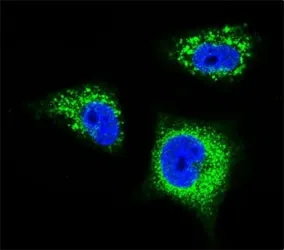 TrkA Antibody - image 1