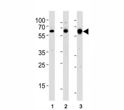 c-Src Antibody - image 1