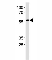 RUNX2 Antibody - image 1