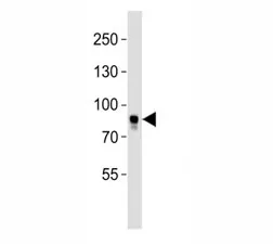 BRAF Antibody - image 1
