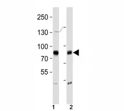 BRAF Antibody - image 1