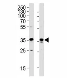 GAPDH Antibody - image 1