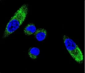 CYP1A1 Antibody - image 1