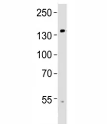 TRPM8 Antibody - image 1