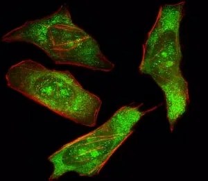 SHP2 Antibody - image 1