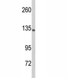 Complement C5 Antibody - image 1