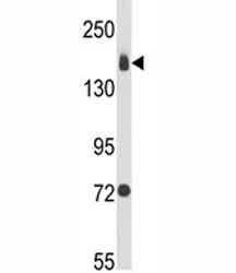 Integrin alpha 2 Antibody - image 1