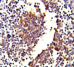 Complement C7 Antibody - image 1