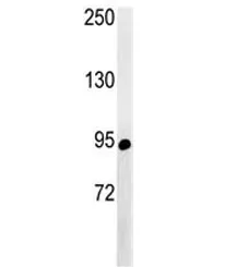 ABCF1 Antibody - image 1