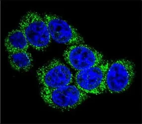 DLL3 Antibody - image 1