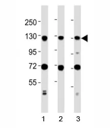 MCM2 Antibody - image 1