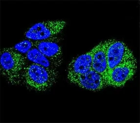 HNF4A Antibody - image 1