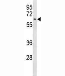EIF2A Antibody - image 1