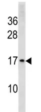 Histone H3 Antibody - image 1