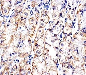 CDH1 Antibody - image 1