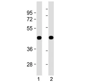 Zebrafish beta Actin Antibody - image 1