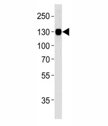 Integrin beta 1 Antibody - image 1