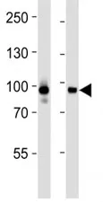 STAT3 Antibody - image 1