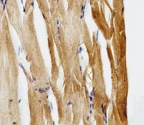 GFAP Antibody (Glial Fibrillary Acidic Protein) - image 1