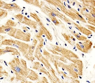 SMAD1 Antibody - image 1