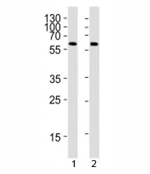PPARG Antibody - image 1