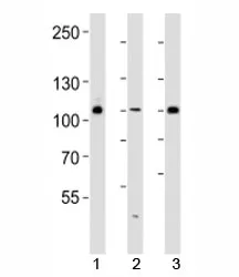 GAB1 Antibody - image 1