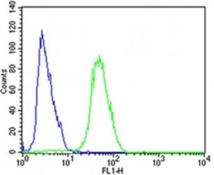 CDK5 Antibody - image 1