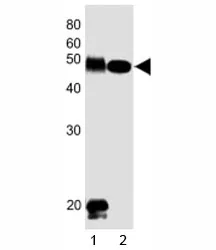 DLK1 Antibody - image 1