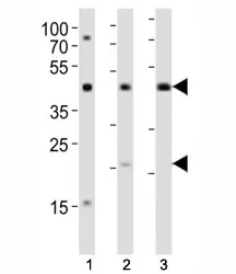 TGFB1 Antibody - image 1