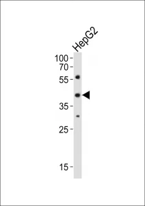 Lhx1 Antibody - image 1