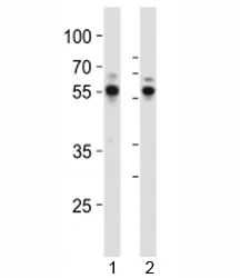 RUNX1 Antibody - image 1